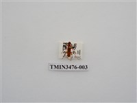 藏品(長角姬天牛)的圖片